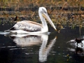 Spot-billed Pelican