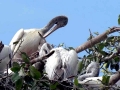 Spot-billed Pelican