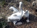 Spot-billed Pelican