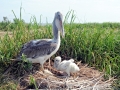 Spot-billed Pelican
