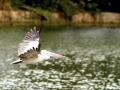 Spot-billed Pelican