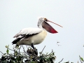 Spot-billed Pelican