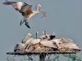 Spot-billed Pelican