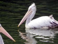 Spot-billed Pelican