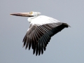 Spot-billed Pelican