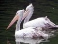 Spot-billed Pelican