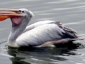 Spot-billed Pelican