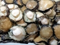 Abalone