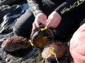 Abalone