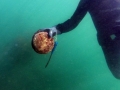 Abalone