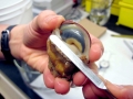 Abalone