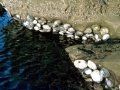 Abalone