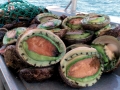 Abalone