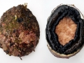 Abalone