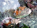 Abalone