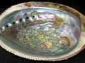 Abalone