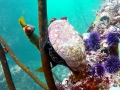 Abalone