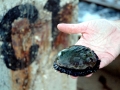 Abalone
