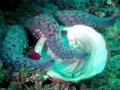 Abalone