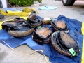 Abalone