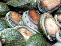 Abalone