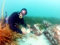 Abalone
