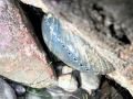 Abalone