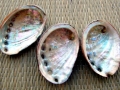 Abalone