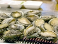 Abalone