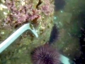 Abalone