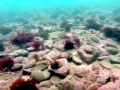 Abalone