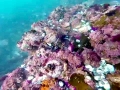 Abalone