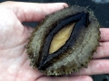 Abalone