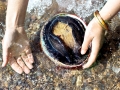 Abalone