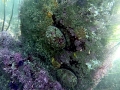 Abalone
