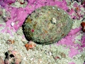 Abalone