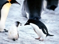 Adélie Penguin
