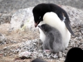 Adélie Penguin