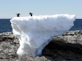 Adélie Penguin