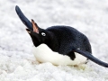 Adélie Penguin