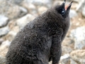 Adélie Penguin