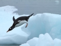 Adélie Penguin