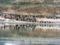 Adélie Penguin