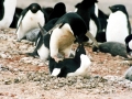 Adélie Penguin