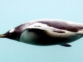 Adélie Penguin