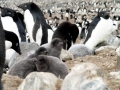Adélie Penguin