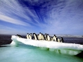 Adélie Penguin