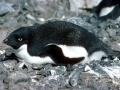 Adélie Penguin