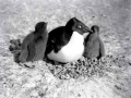 Adélie Penguin