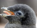 Adélie Penguin